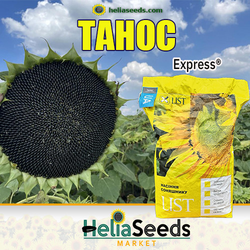 Соняшник ТАНОС (під Гранстар) насіння соняшник посівний, фото 1
