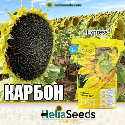 Насіння соняшнику гібрид КАРБОН (під Гранстар) насіння соняшнику, фото 1