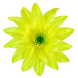 Крок гострий - Крокус гострий 2-й, 15 см, фото 2