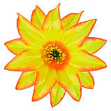 Крок гострий - Крокус гострий 2-й, 15 см, фото 3