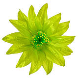 Крок гострий - Крокус гострий 2-й, 15 см, фото 4