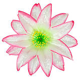 Крок гострий - Крокус гострий 2-й, 15 см, фото 5