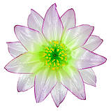 Крок гострий - Крокус гострий 2-й, 15 см, фото 6