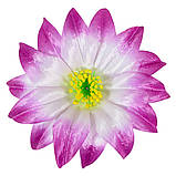 Крок гострий - Крокус гострий 2-й, 15 см, фото 7