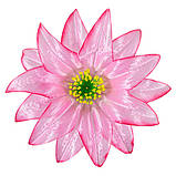 Крок гострий - Крокус гострий 2-й, 15 см, фото 10