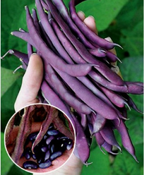 Насіння Квасоля спаржева Блаухільде 15 г