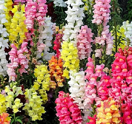 Насіння квіти Ротики Львіний Зев високорослі суміш 0.1г