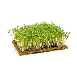 Насіння мікрозелень Кресс Салат 10 г.