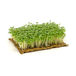 Насіння мікрозелень Рукола 10 г.