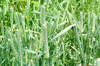 Насіння трава кормова Тимофіївка 100г