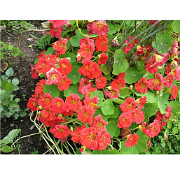 Насіння квіти Настурція махрова квасоля крихітка 1 г