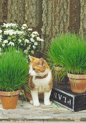 Зоотовари корм Трава для Кішок 20г