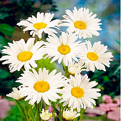 Насіння квіти Ромашка низькоросла Принцеса 0,25 г