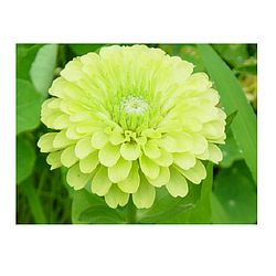 Насіння квіти циннія Майорці (цинія) Заздрість 0,5г