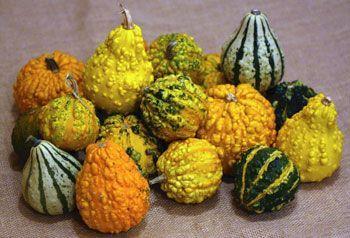 Насіння гарбуз Декоративний 0,5г