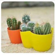 Вазон Кактусник на 2 рослини