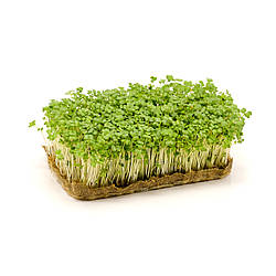 Насіння Мікрозелень Гірчиця 30г