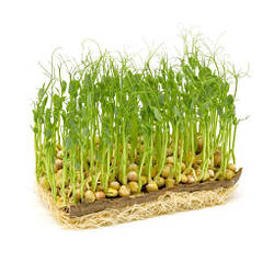 Насіння Мікрозелень Горох 30г