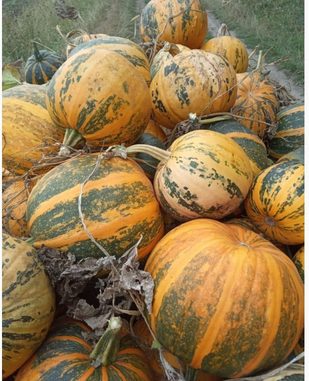 Насіння Гарбуз Український багатоплідний 10г