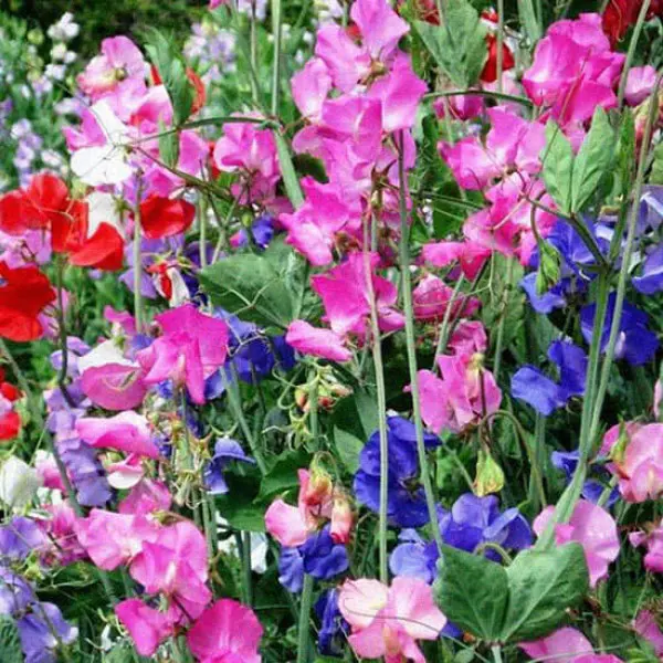 Насіння квіти Духмяний горошок суміш 1г