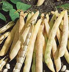 Насіння Квасоля зернова Мавка 20г