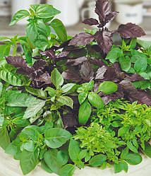 Насіння Мікрозелень базилік мікс 10г