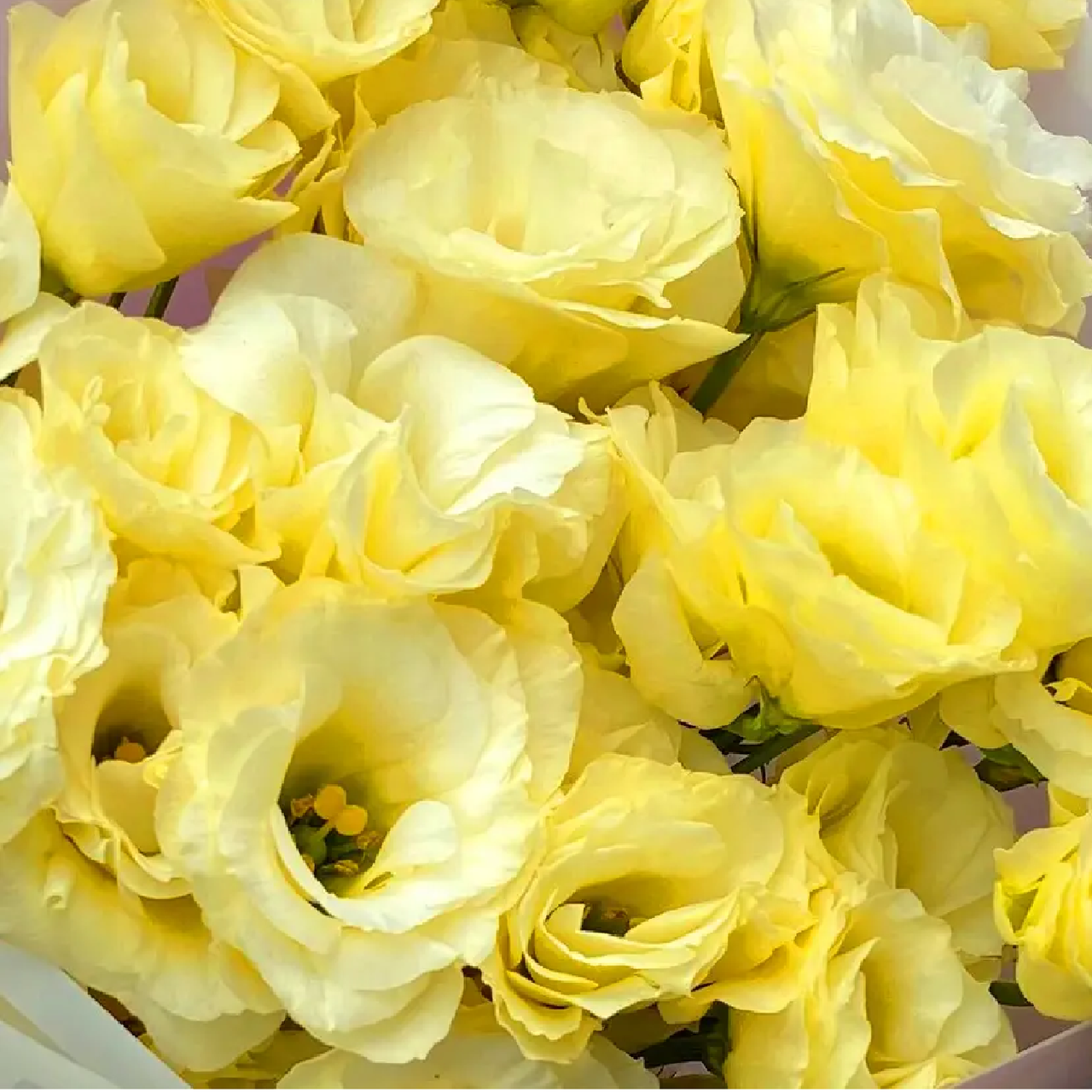 Насіння квіти Еустома Ф1 АВС 1, Жовта