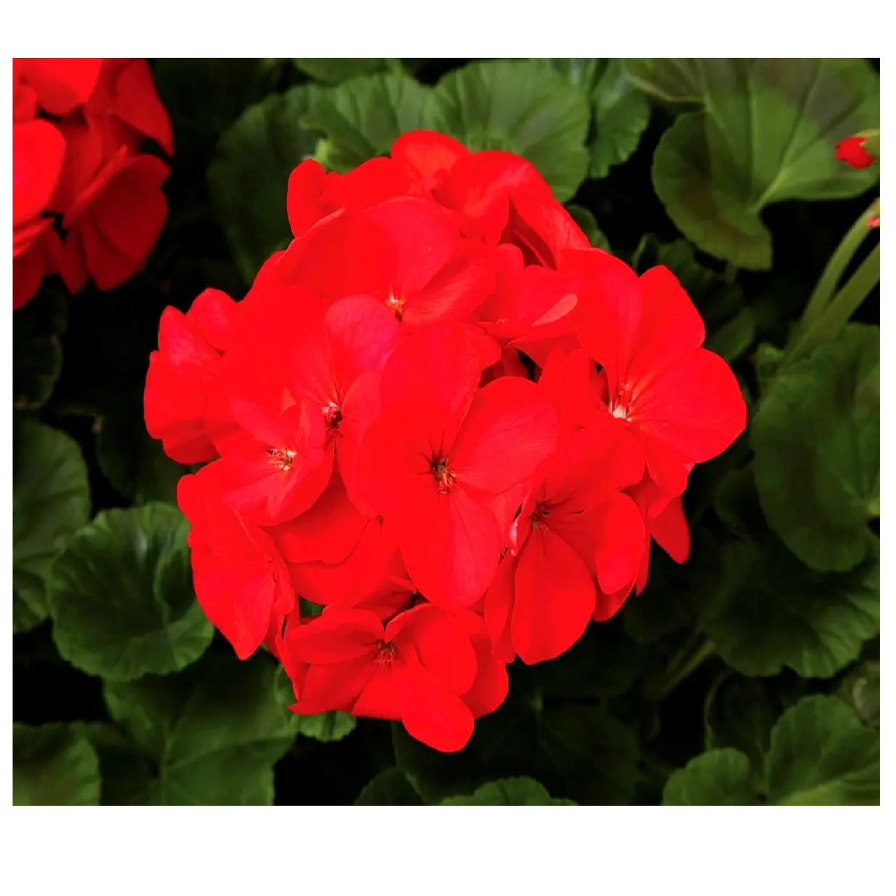 Насіння квіти Пеларгонія Зональна скарлет 10 шт.