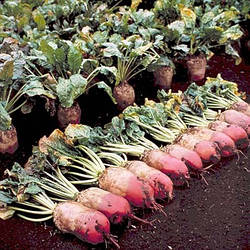 Насіння буряк кормовий Рекорд Полі Польща 10г