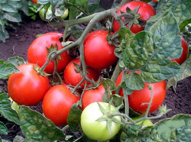 Насіння томат Чайка 3 г