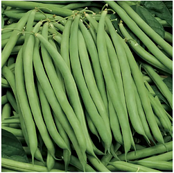 Насіння Квасоля спаржева Серенгеті 20шт.