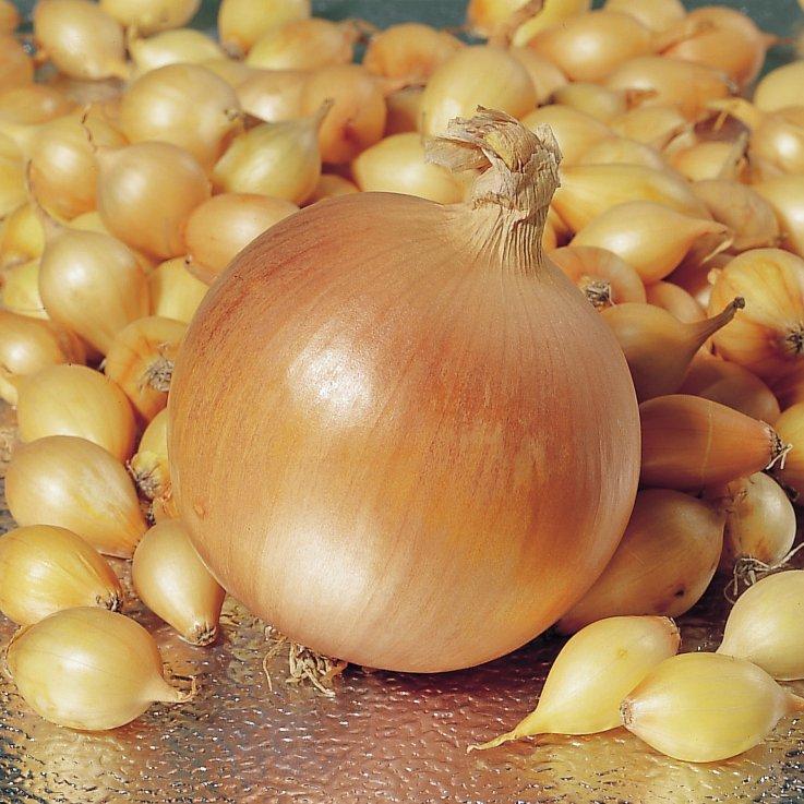 Цибуля сівок Стур СВ20 Broer B.V. 100г 10-21мм