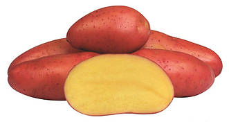 Картопля насіннєва Ред Фентезі 1 репродукція 2.5кг Europlant