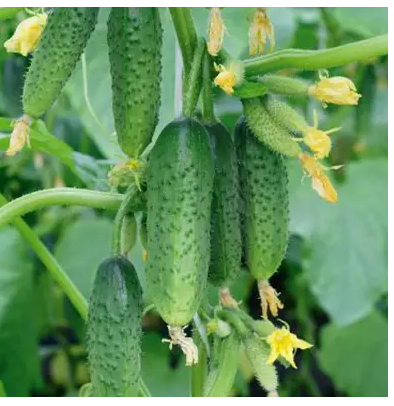 Насіння огірок Дружня Сімейка Ф1 0.25г