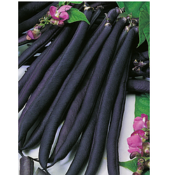 Насіння Квасоля спаржева кущова Парпл Тіппі 20г