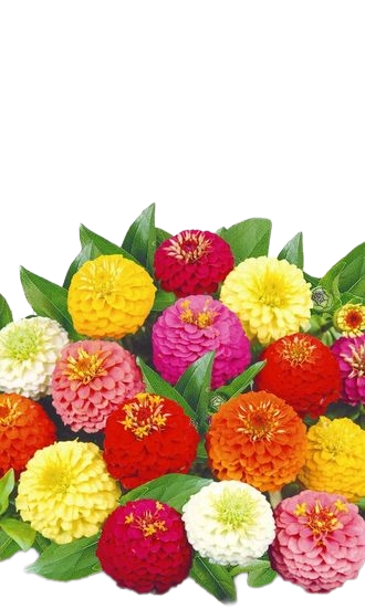 Насіння квіти Циннія ( Майорці) Низькі ЛІЛІПУТ (суміш) 0,5г