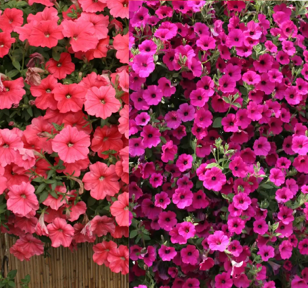 Насіння квіти Сурфінія Вельвет суміш 5шт