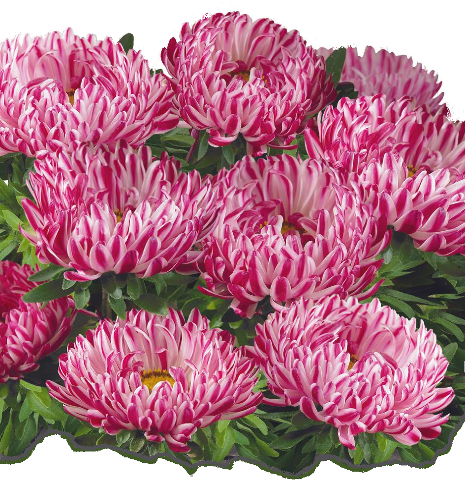 Насіння квіти айстра низька Контрастер червона 0,2г