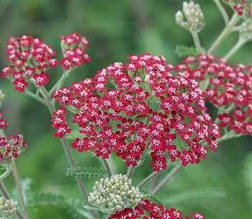 Деревій Millefolium Cassis у контейнері