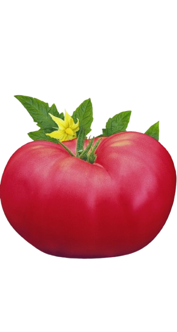 Насіння томат Низькорослий РОЖЕВІ ЩІЧКИ [0,1г]