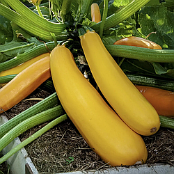 Насіння кабачків Голдстік Ф1 5шт