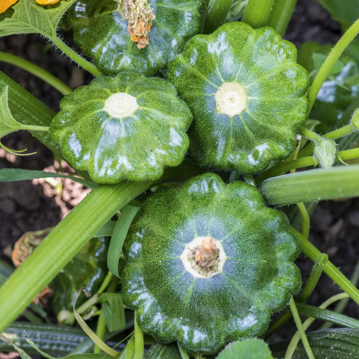 Насіння патисон Старшип Ф1 10шт