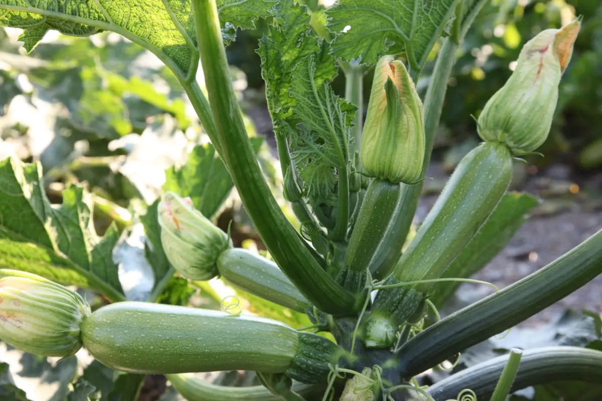 Насіння кабачок Корделія Ф1 5шт