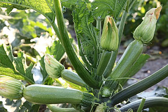 Насіння кабачок Корделія Ф1 5шт