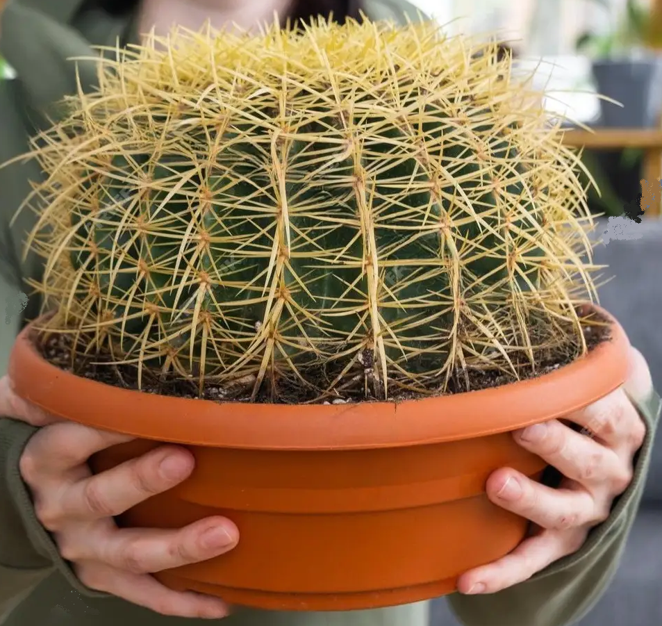 Насіння квіти кактус Ехінокактус грузона 5шт