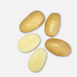 Картопля насіннєва Метро Клас А 25кг Agroplant Нідерланди