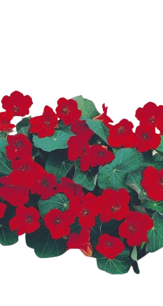 Насіння квіти Красоля низькоросла настурція Імператриця 1г