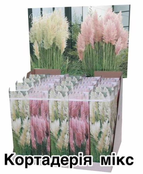 Саджанці Кортадерія Holland