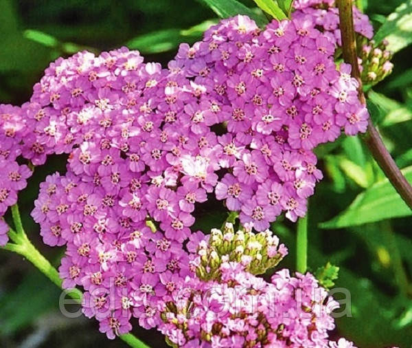 Деревій Millefolium Lilac Beauty