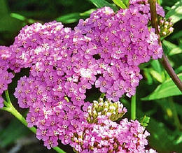 Деревій Millefolium Lilac Beauty